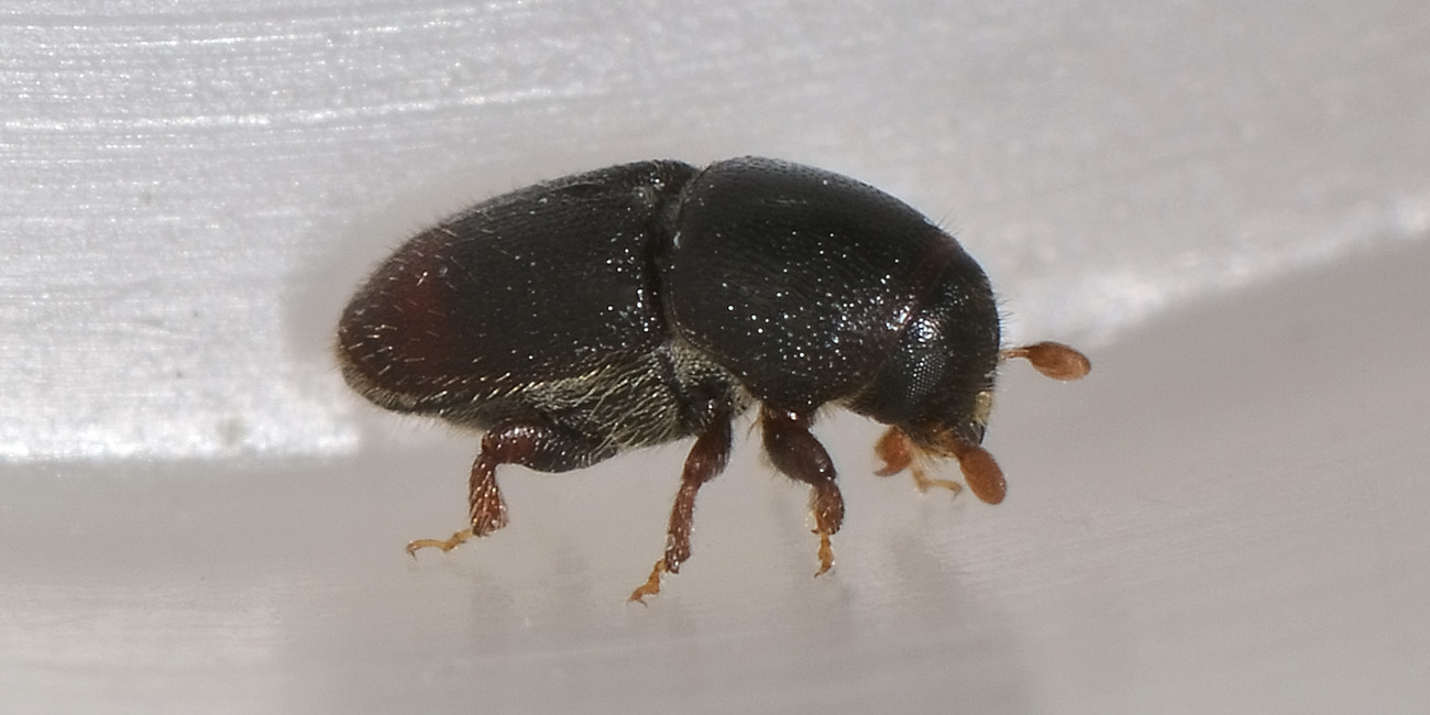 Scolytus sp.  (Scolytidae)